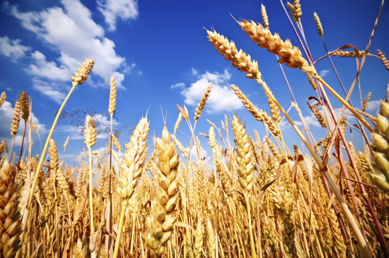 State Grain Fund expects rise in demand for durum wheat