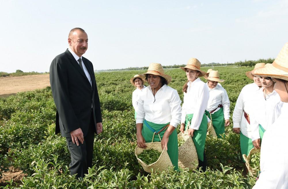 President Ilham Aliyev views Astara Chay LLC`s tea plantation in Lankaran [PHOTO]