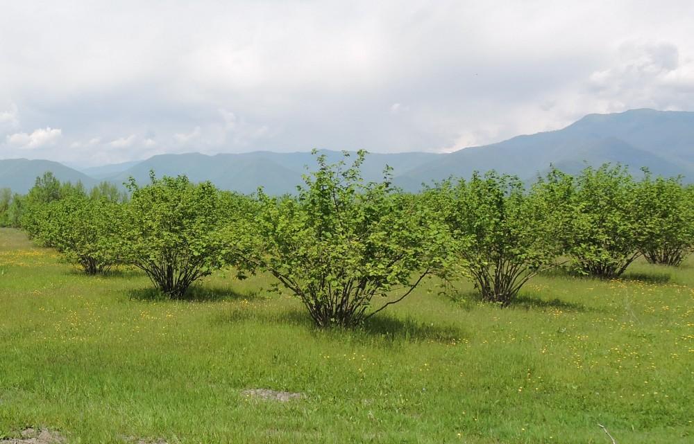 Azerbaijan increases hazelnut production