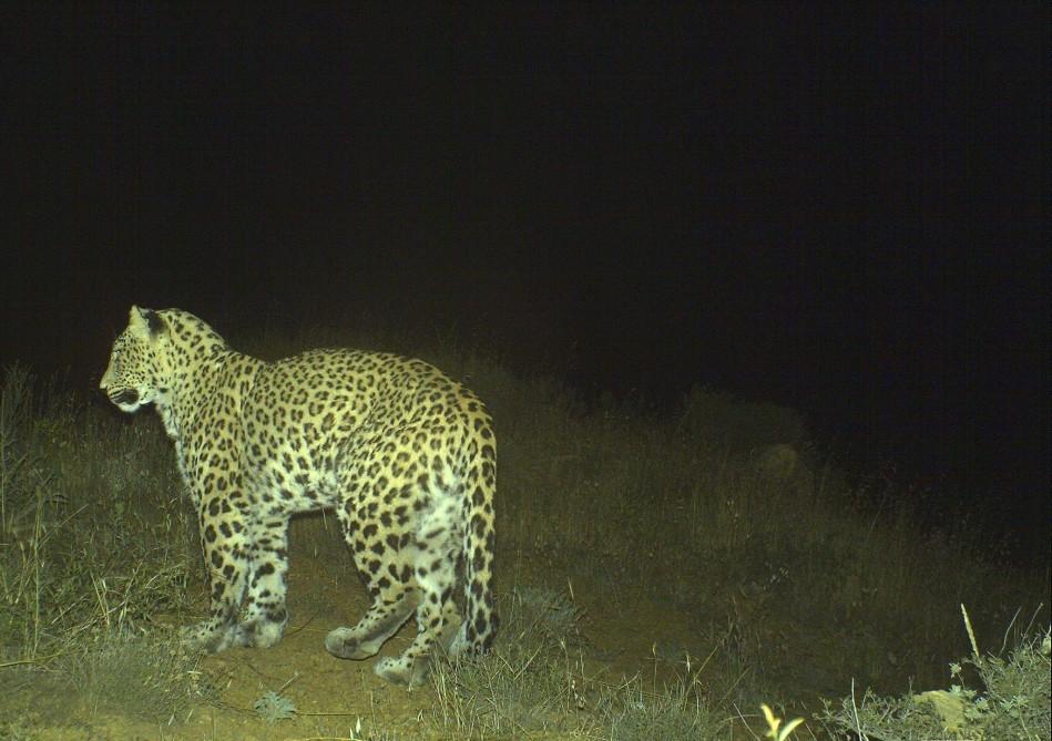 Caucasian Leopard caught on camera traps in Astara