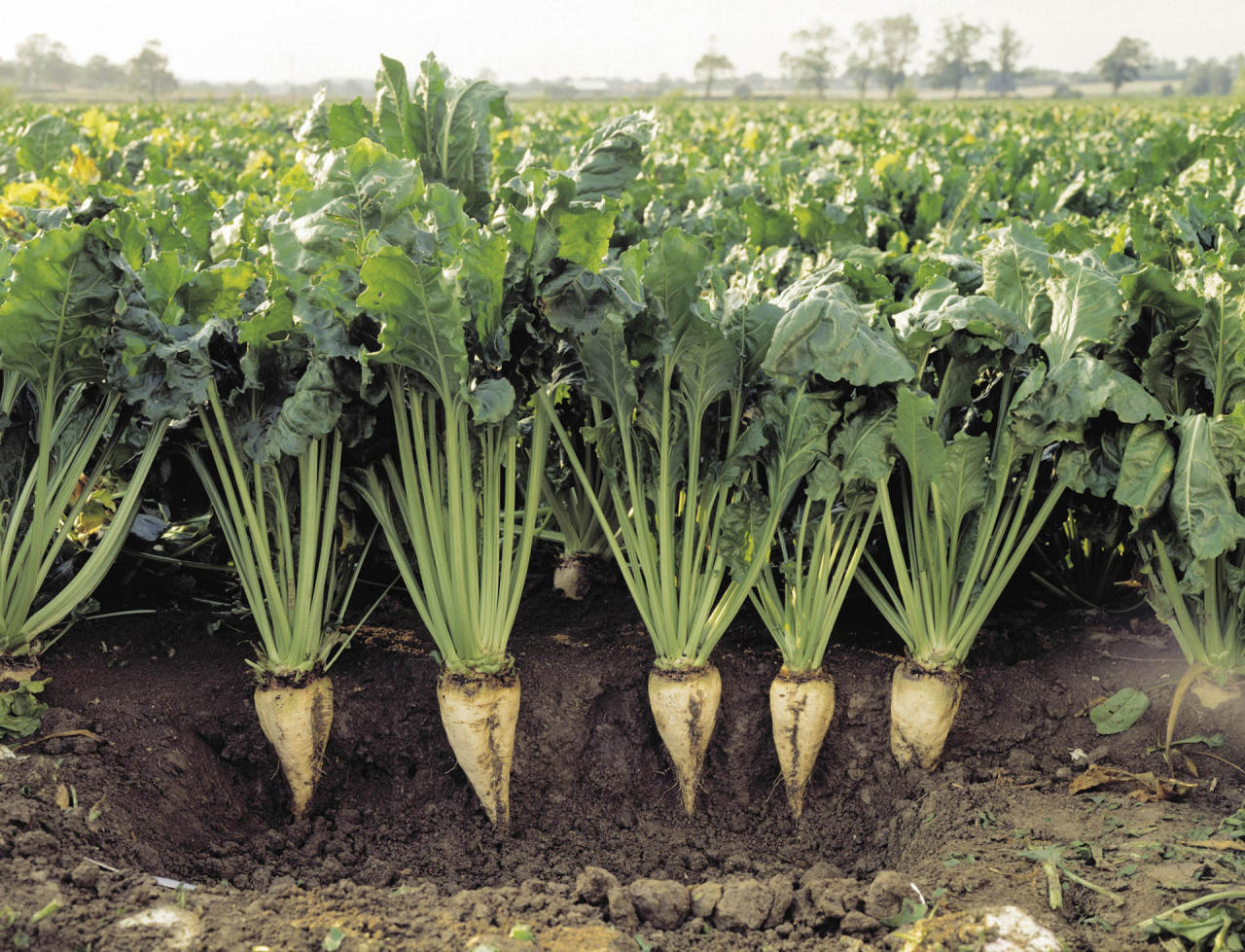 Azerbaijan Expanding Support To Sugar Beet Producers