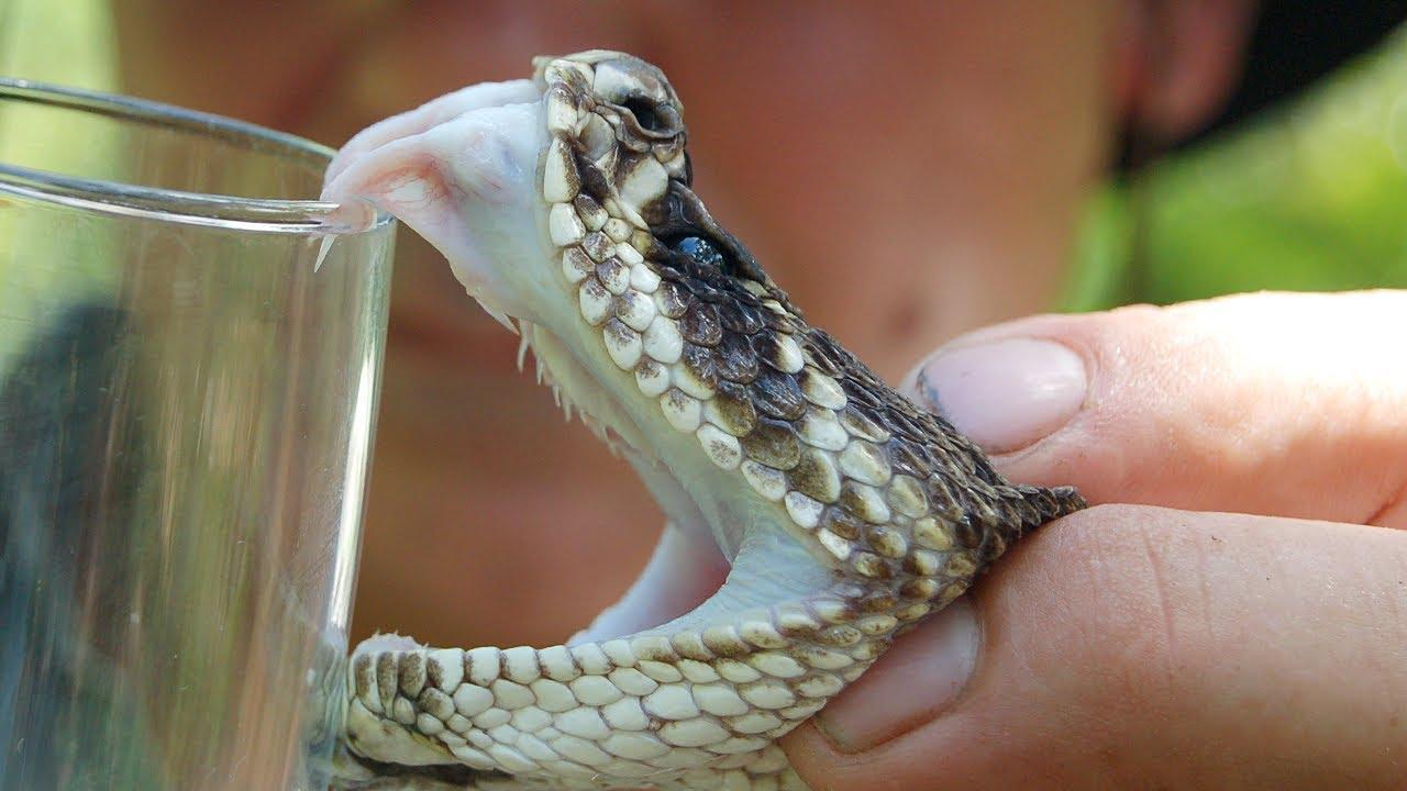 Azerbaijan May Export Snake Venom