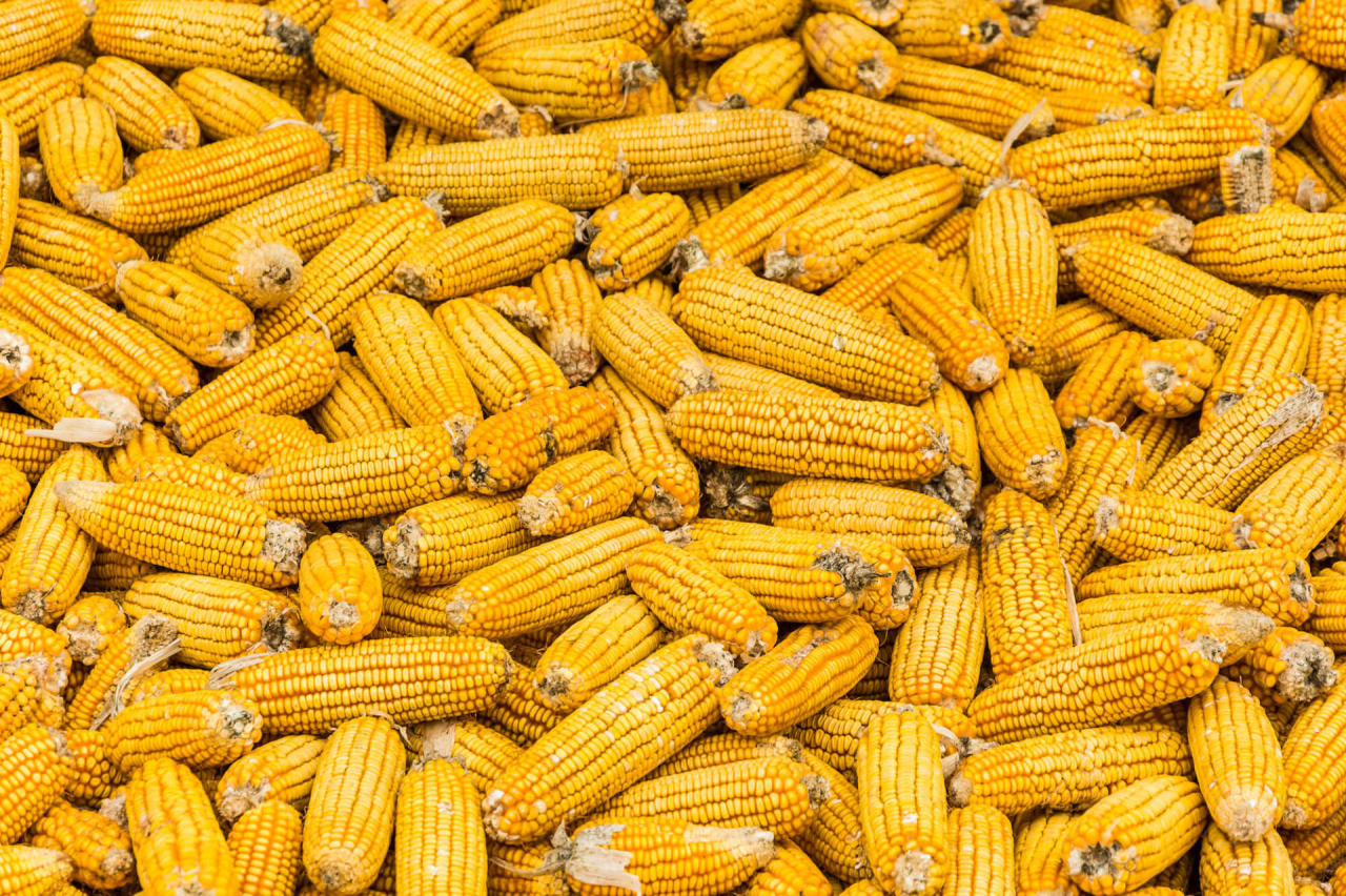 Production of hybrid corn seeds begins in Azerbaijan’s Aghjabadi region