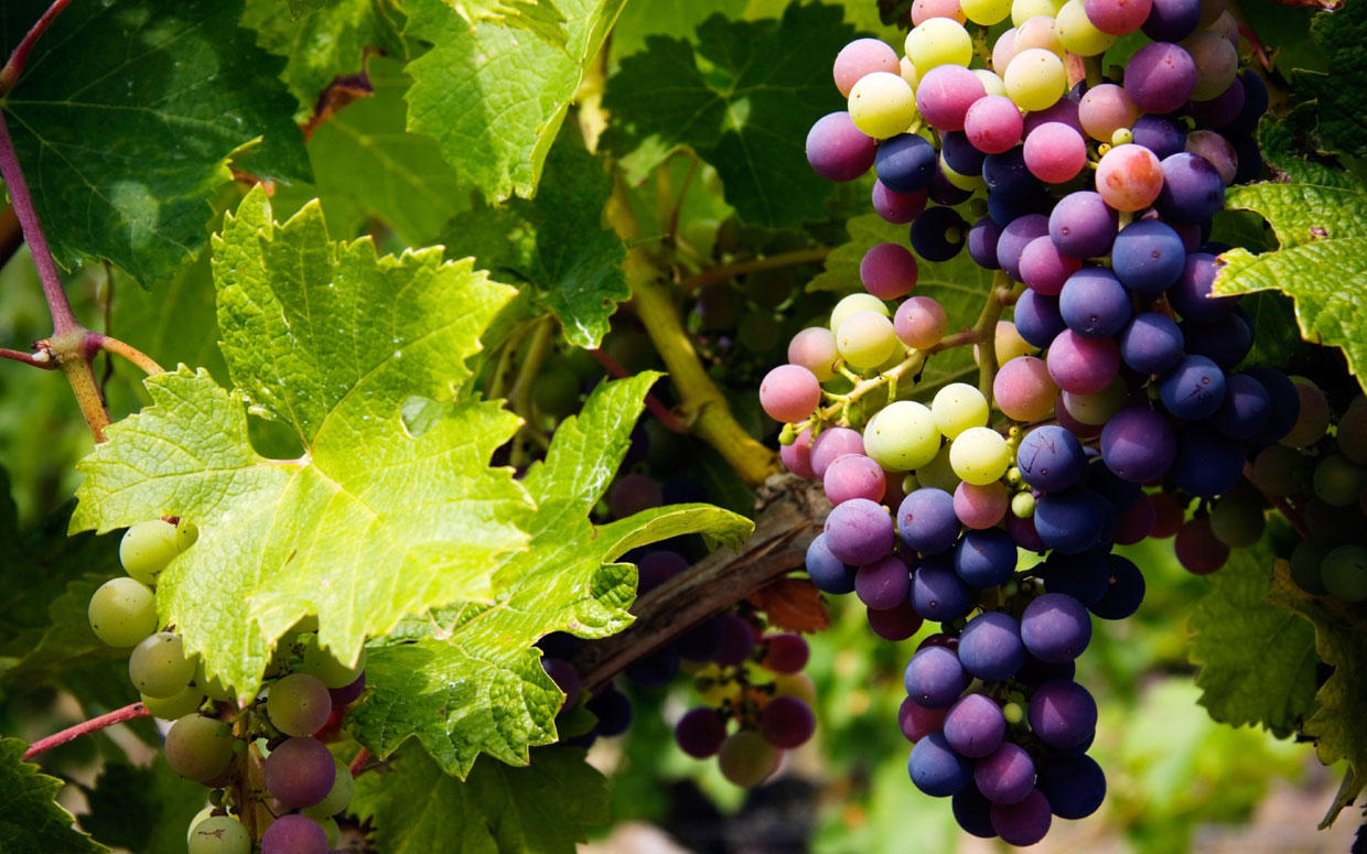 Shamakhi to host Grape & Wine Festival