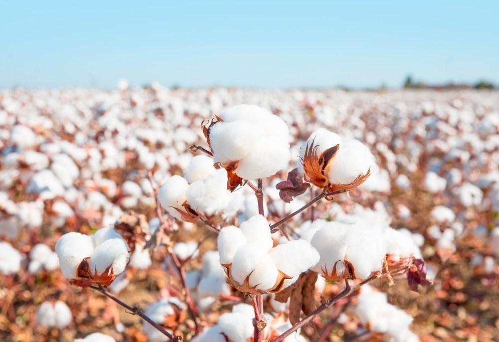 Modern technologies to help boost cotton production in Azerbaijan