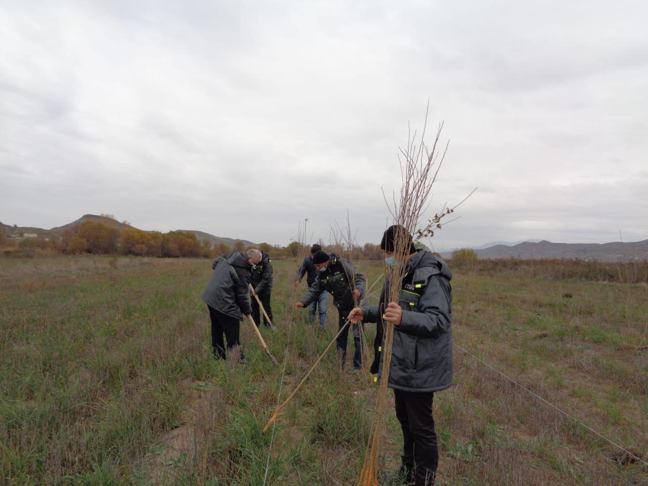 Tree-planting campaign continues in Azerbaijan's Gubadli [PHOTO]