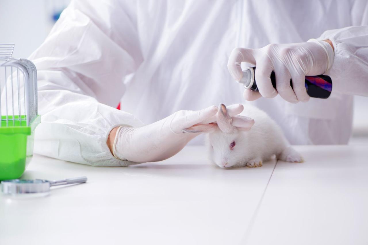 Switzerland To Vote On Becoming First Nation To Ban Animal Testing   Animal Testing 130222 