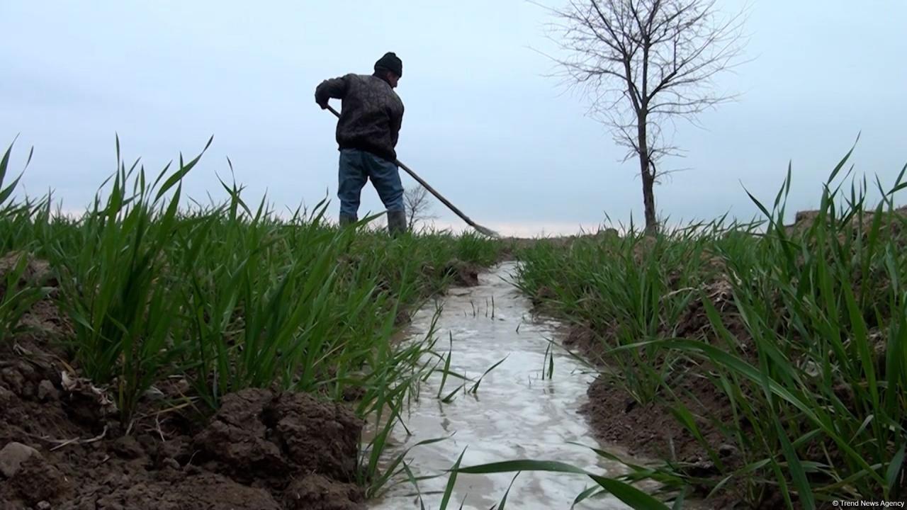 Azerbaijan’s Aghdam farmers express gratitude to President Ilham Aliyev for rapid work on irrigation - Trend TV report