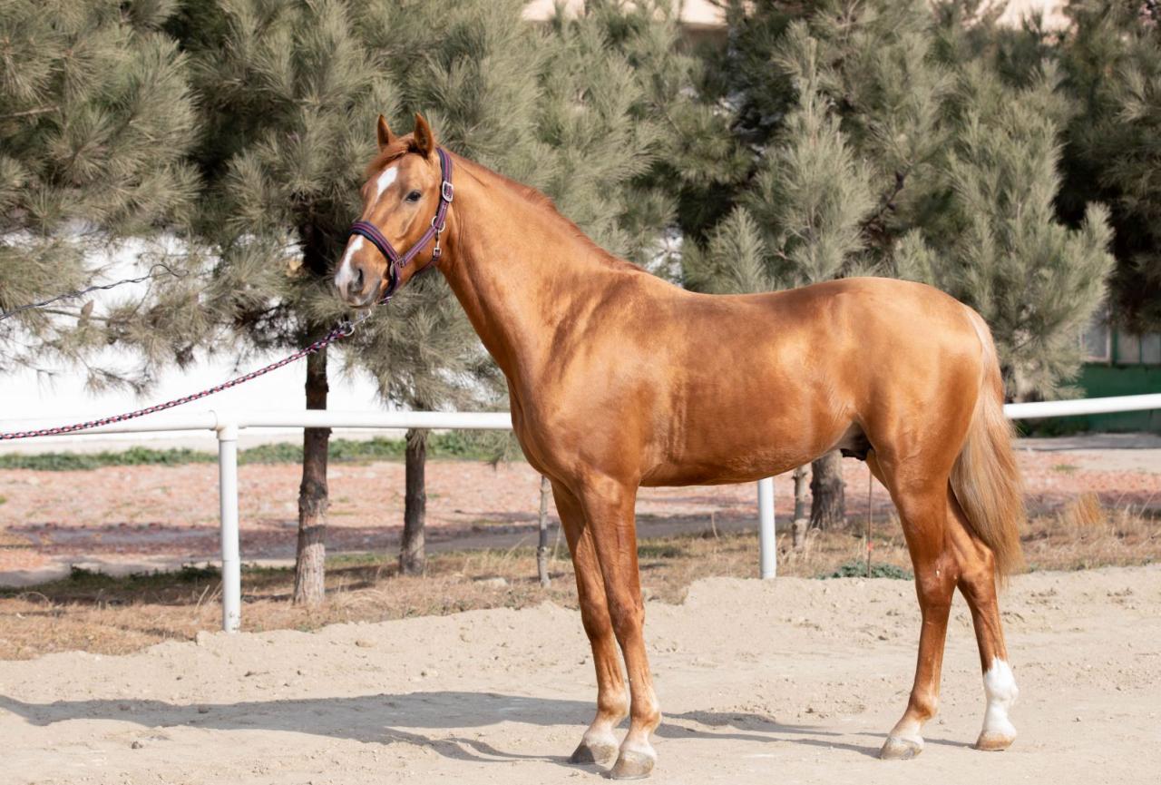 Karabakh Horses To Be Put Up For Auction PHOTO   Ortkghportjhpojtr1 