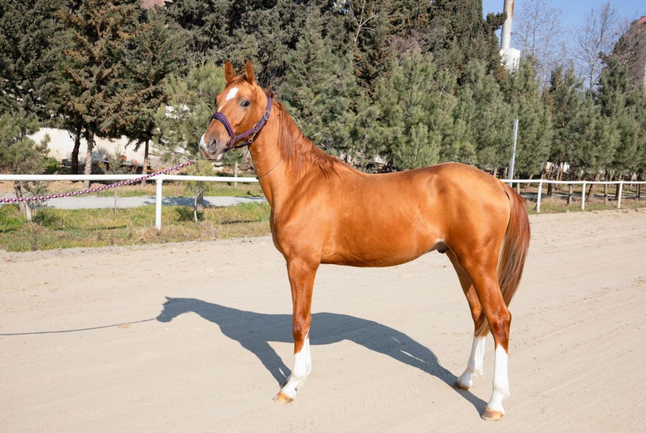 Karabakh Horses To Be Put Up For Auction PHOTO   Ortkghportjhpojtr3 