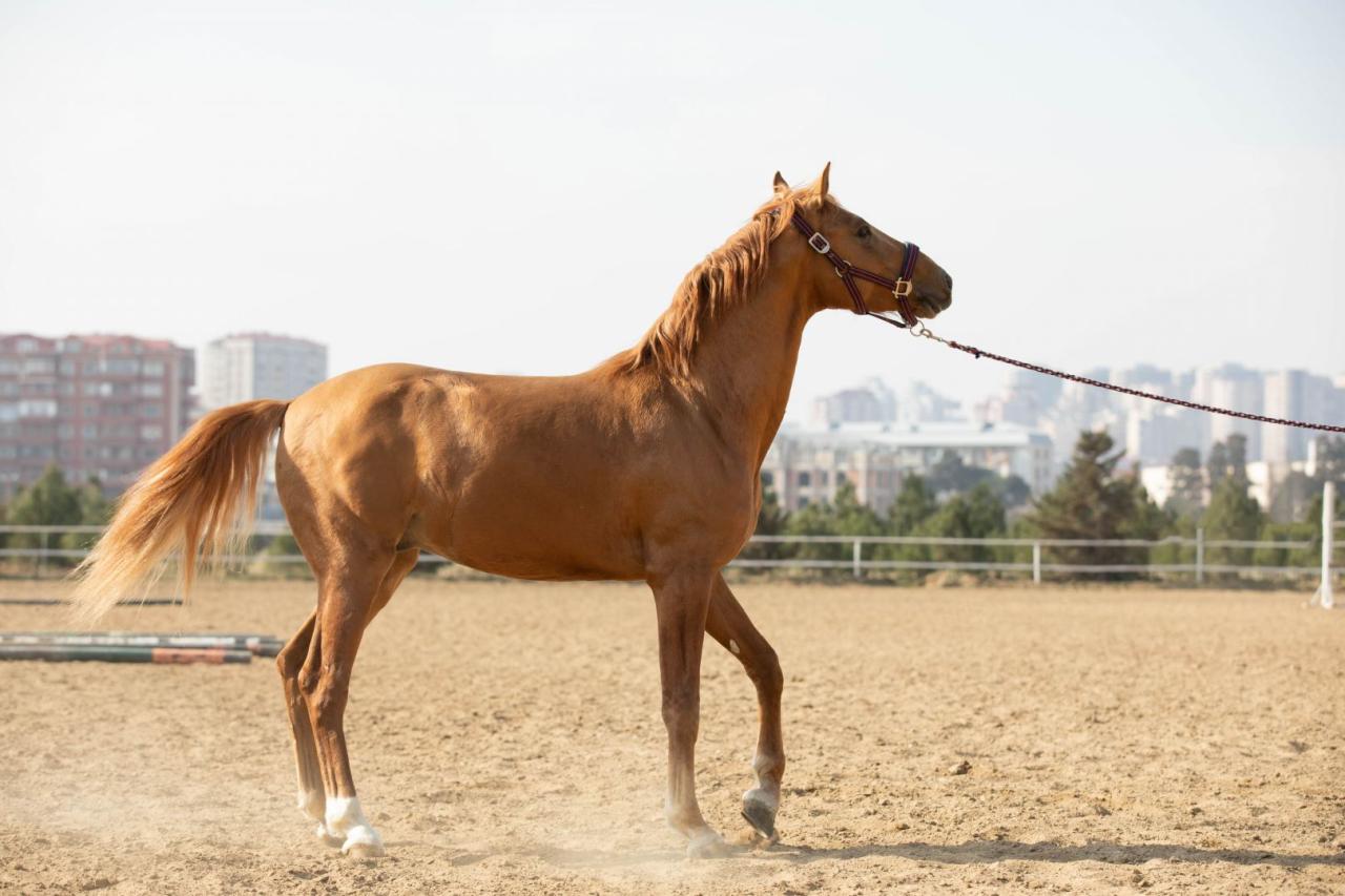 Karabakh Horses To Be Put Up For Auction PHOTO   Ortkghportjhpojtr6 