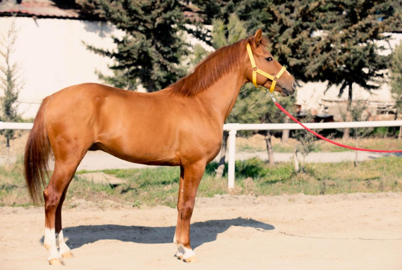 Karabakh Horses To Be Put Up For Auction PHOTO   Ortkghportjhpojtr7 