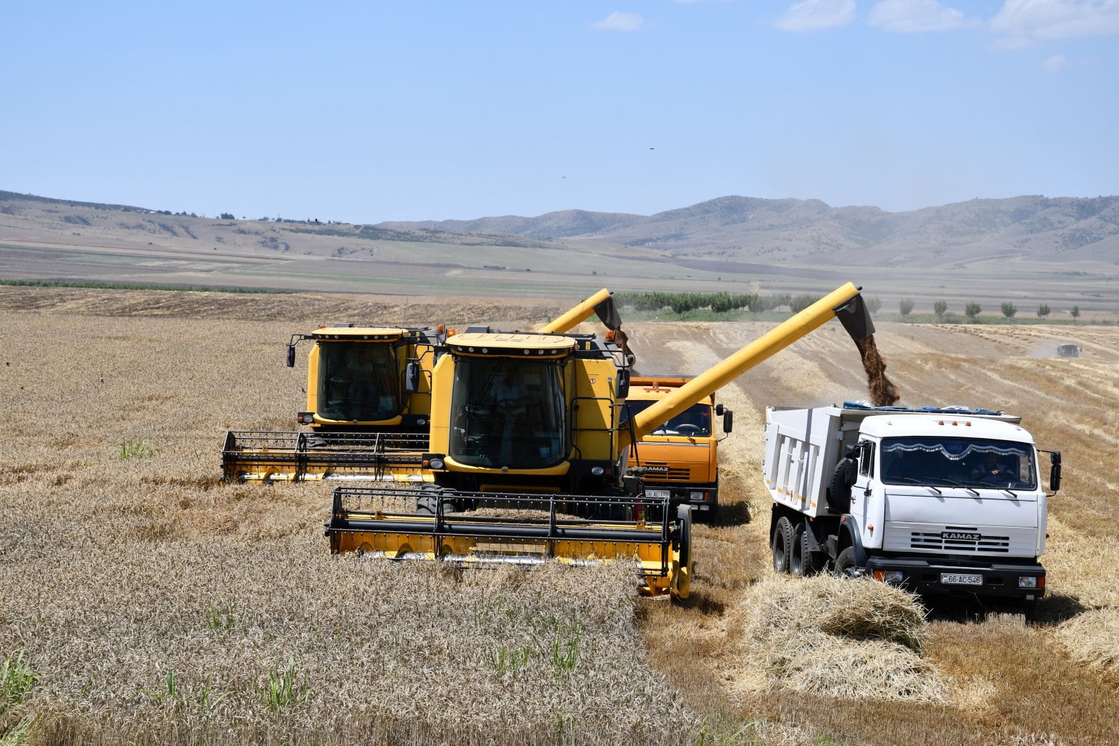 Azerbaijan unveils wheat crop areas in Ulu Agro LLC Gakh Agriculture Park [PHOTO]