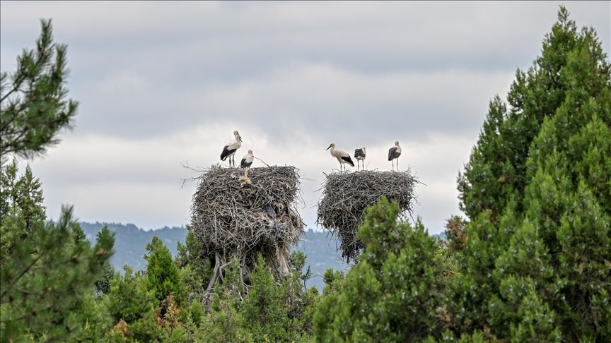 Baby storks in central Türkiye prepare for long migration flight