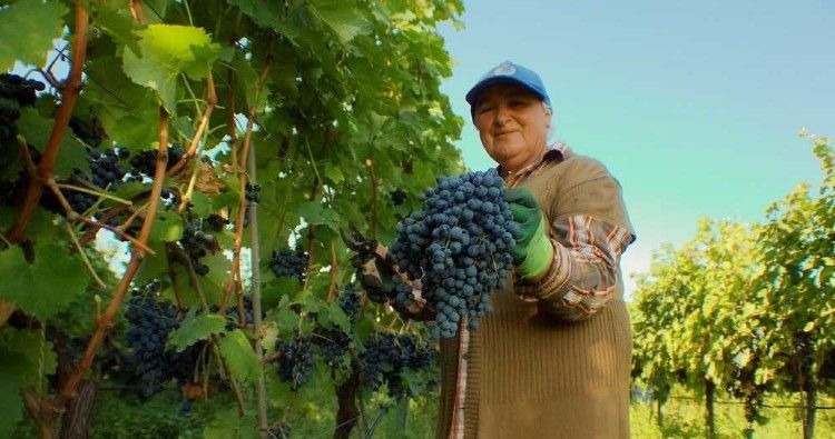 National Wine Agency says 2500 tonnes of grapes processed in Kakheti region at this stage