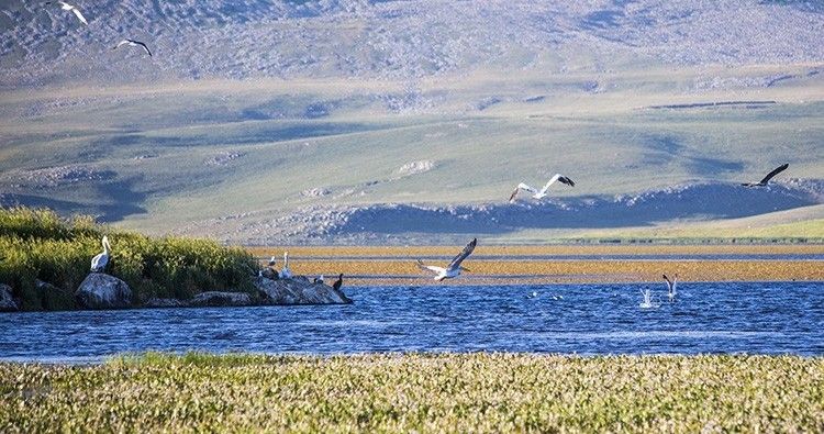 Coastal Batumi to host international birdwatching festival in September