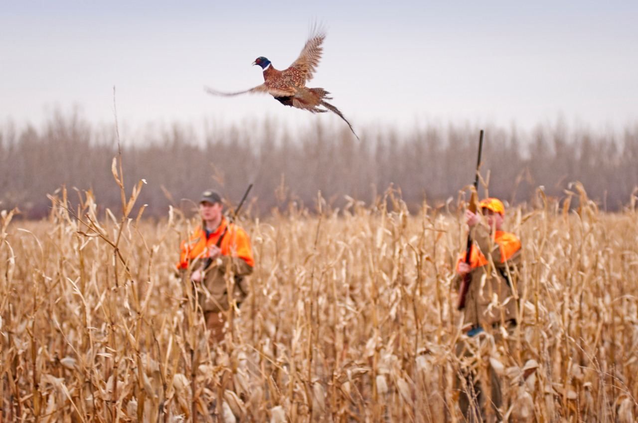 Azerbaijan makes amendments to law "On Hunting"