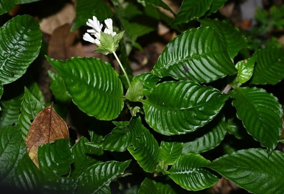 Chinese researchers find new plant species