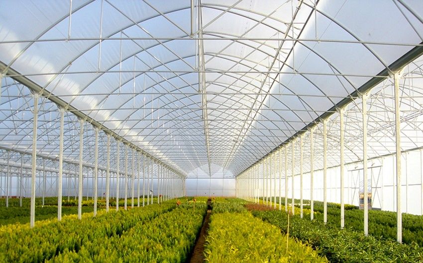 Azerbaijan seeks Dutch expertise for greenhouse modernization projects