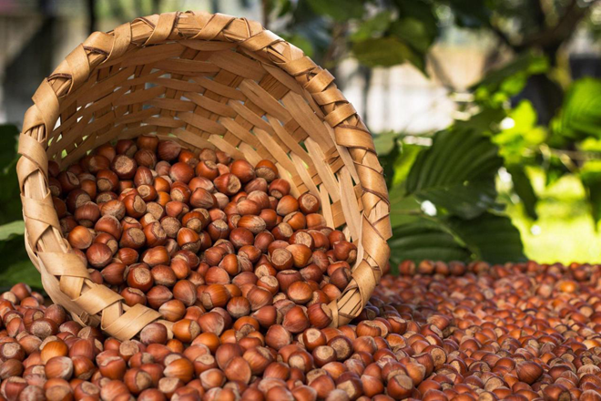 Azerbaijan imports over 224 tons of hazelnuts from Kyrgyzstan