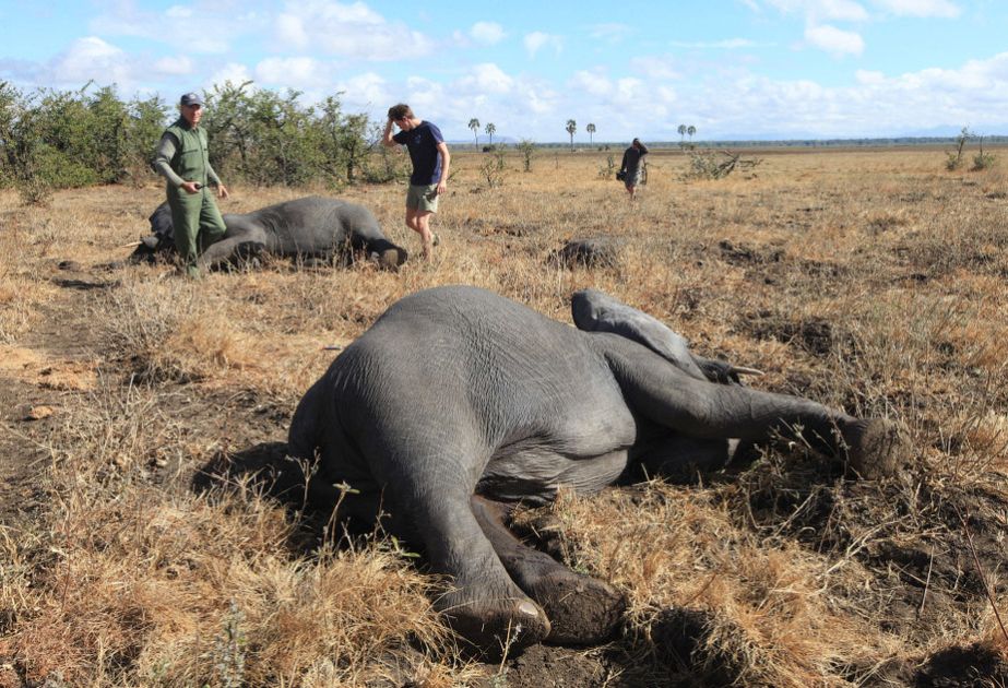 Southern African nations concerned over increased elephant losses amid drought