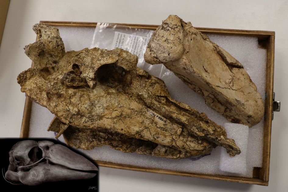 Skull of 40,000-year-old giant bird found in Australia