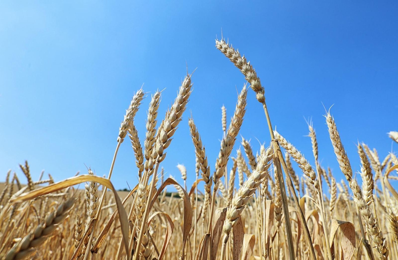 Harvesting progress on autumn grain fields increases: Ministry