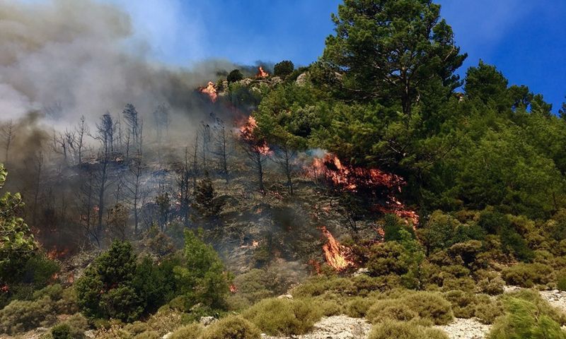 399 forest fires occur in Turkiye in last three weeks