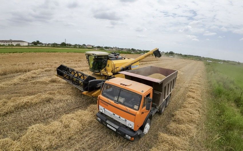 Grain harvesting season in Azerbaijan concludes