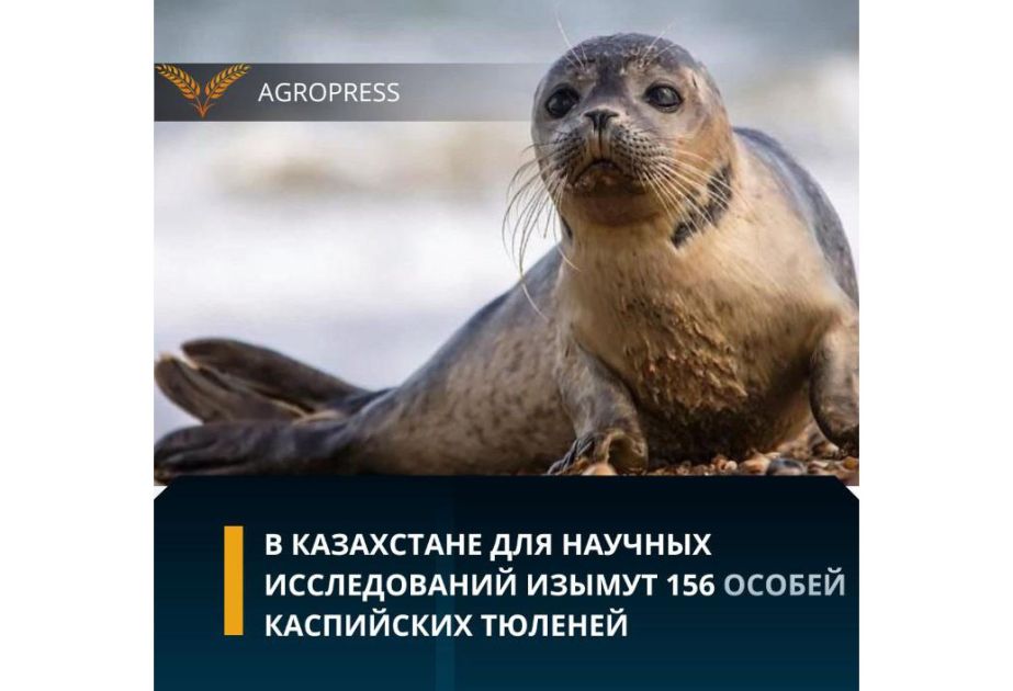 Kazakhstan to take 156 Caspian seals for scientific research