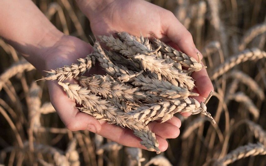 Turkiye increased wheat purchases from Russia to 140.3 million dollars