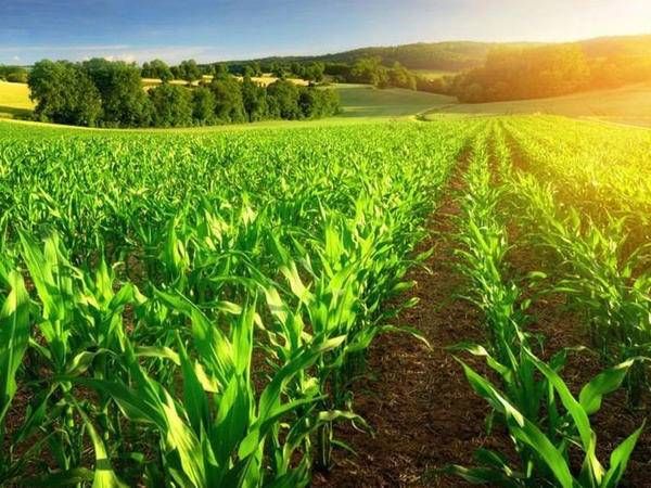 Azerbaijan introduces major agricultural equipment concessions to boost sector [ANALYSIS]