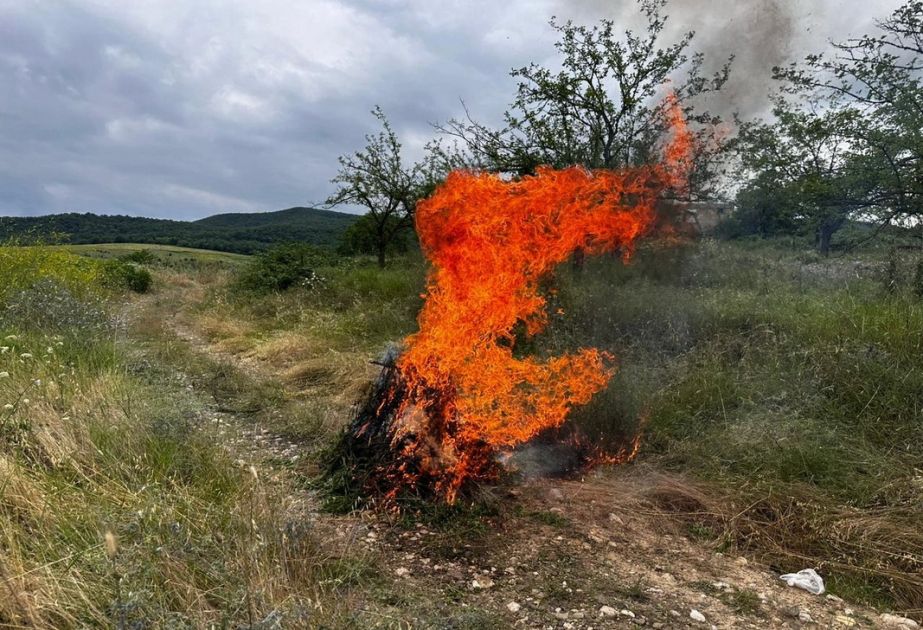 Over one ton of wild hemp plants burned in Agdam