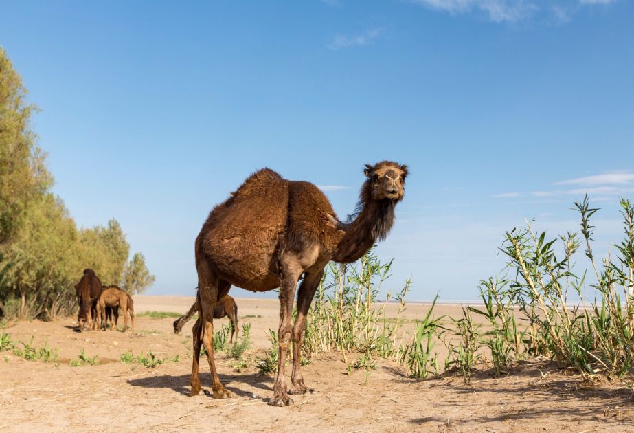 Attitudes towards camels in Australia are changing due to global warming