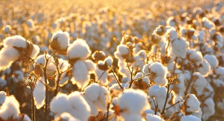 Uzbek specialist eye investment in major cotton growing & horticultural projects in Azerbaijan