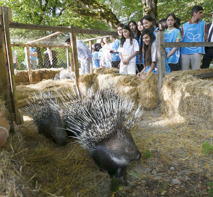 Rare animals released back into wild in Ismayilli section of Shahdag National Park [PHOTOS]