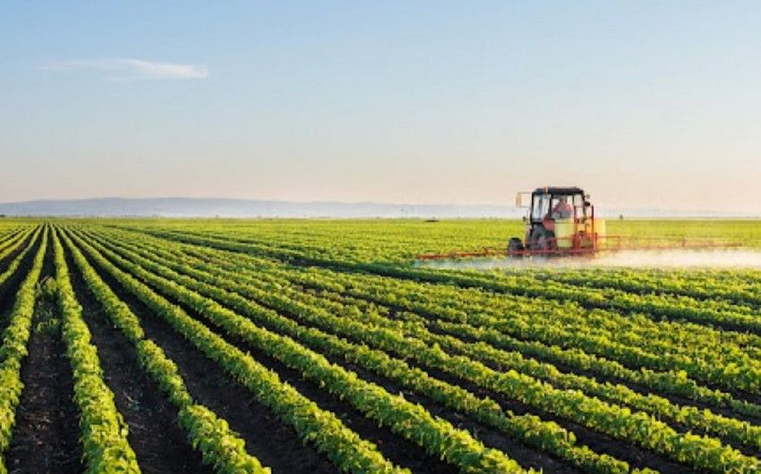 Azerbaijan expands subsidy program for agricultural plants