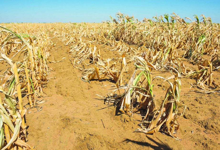 Drought in Austria caused multimillion-dollar damage to agriculture