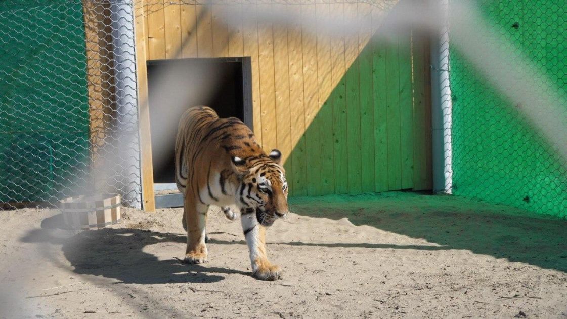 Turan tiger population to be restored in Kazakhstan