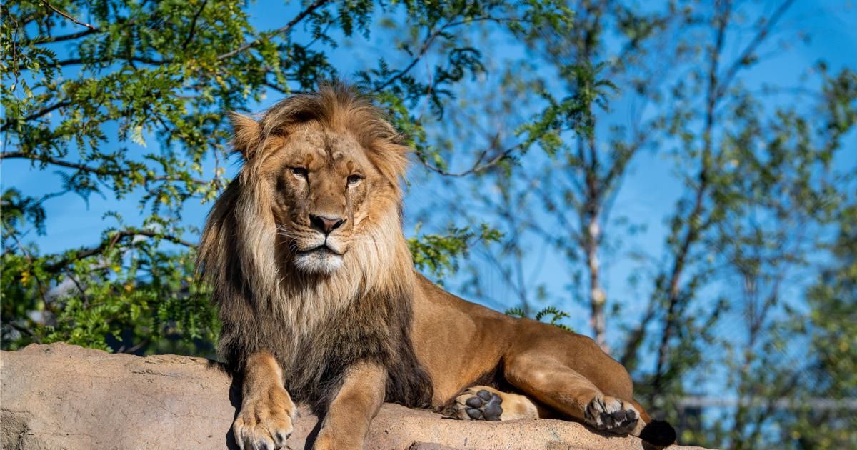 Russian Zoo welcomes colossal 3-meter-long African lion