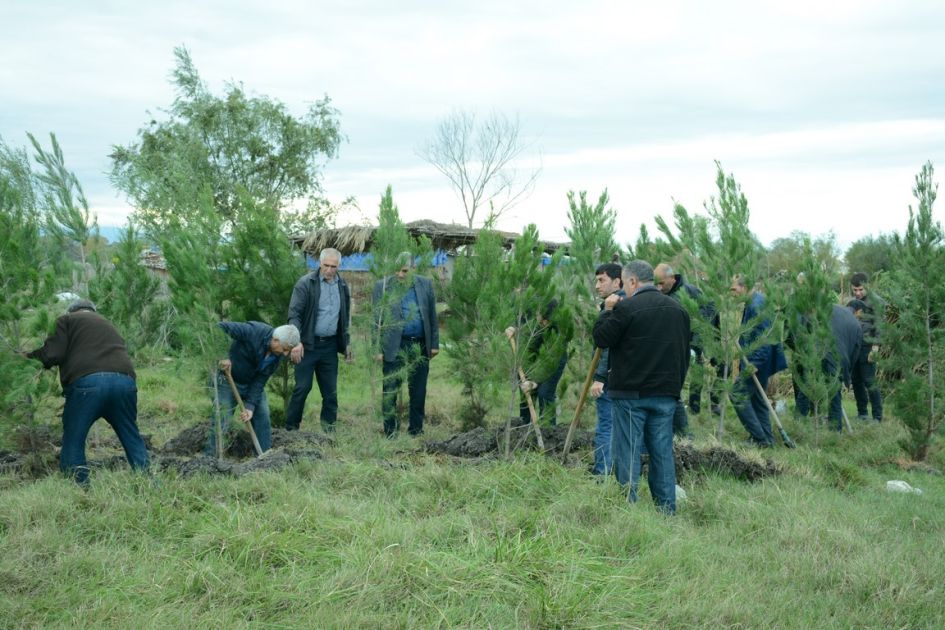 Tree-planting action underway in Tartar within "Year of Solidarity for Green World" [PHOTOS]