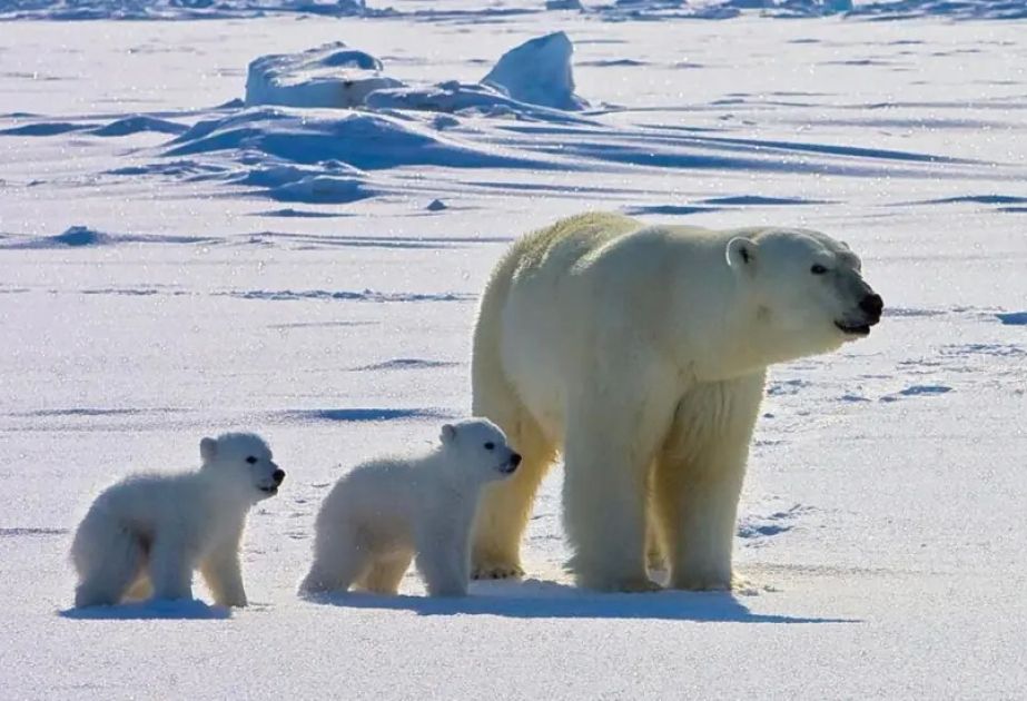 Rising temperatures in Arctic increase risk of polar bear diseases