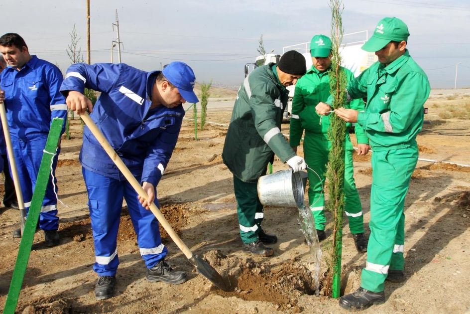 Around 300 evergreen saplings planted to increase green zones [PHOTOS]