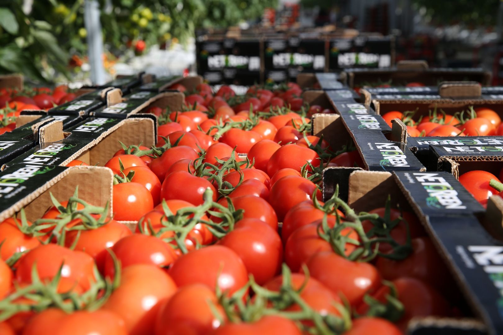 Azerbaijan sees growth in greenhouse tomato exports [PHOTO]