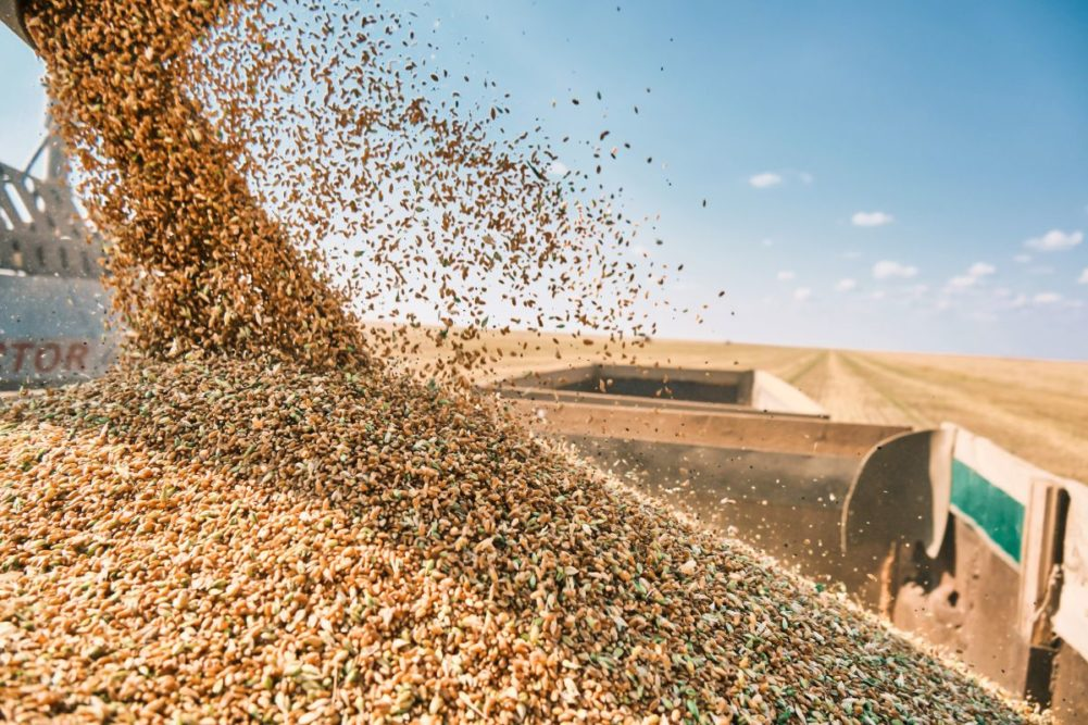 US Department of agriculture adjusts global wheat production forecast