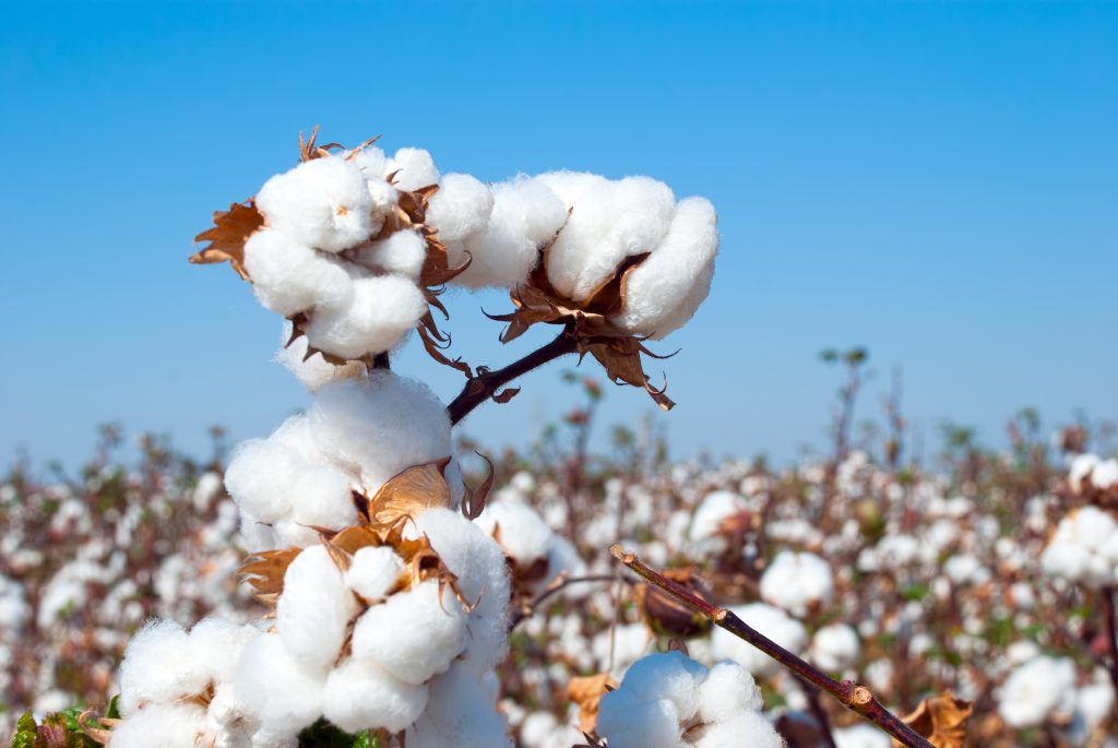 Azerbaijan increases its cotton meal exports