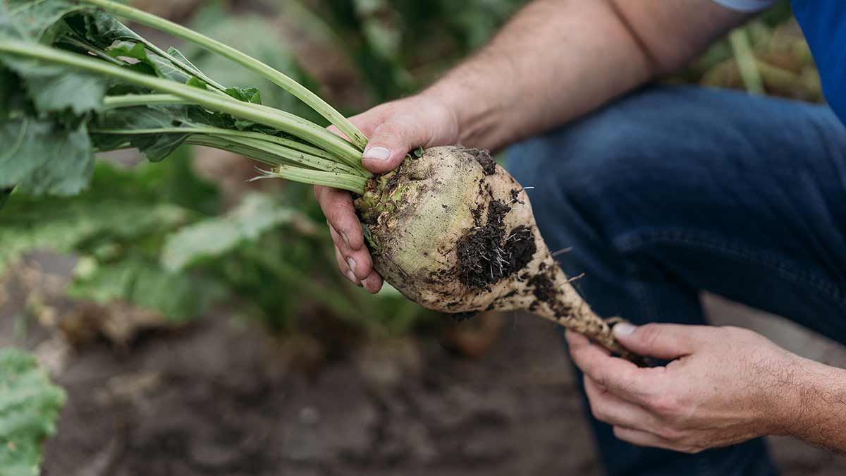 Azerbaijan's sugar beet production sees growth in 2024