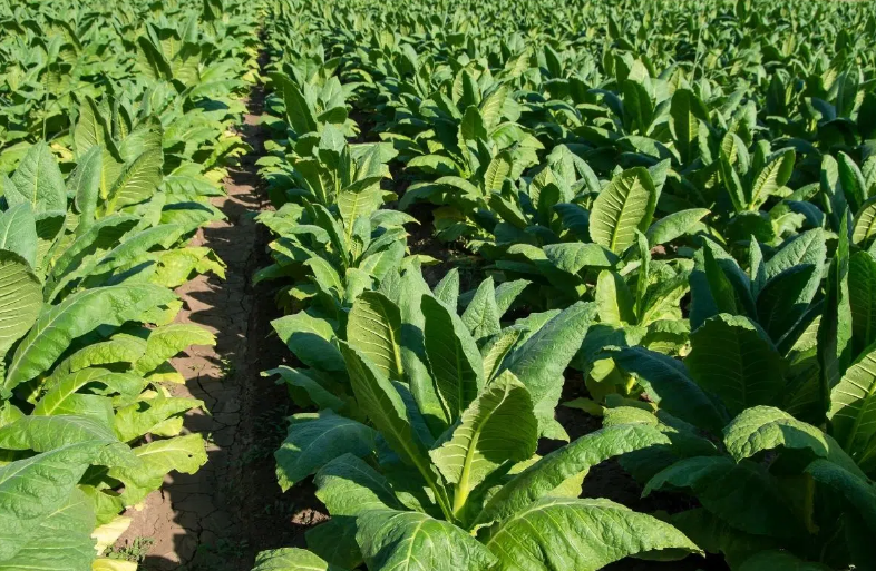 Tobacco leaf harvesting surges in Azerbaijan