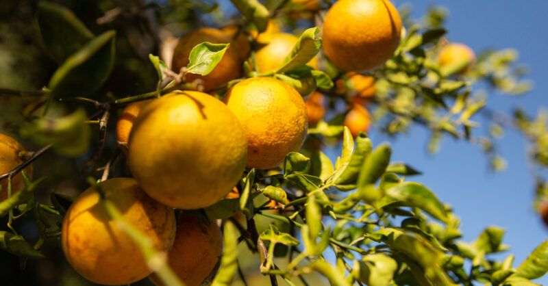 Large insurance payment made for citrus fruit production in Azerbaijan [PHOTO]