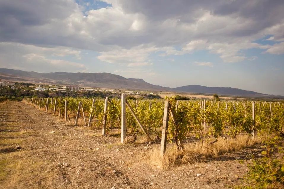 Turning Landmines Into Grapevines In Post-War Azerbaijan [PHOTOS]